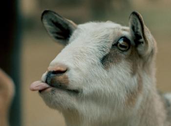 Une chèvre après remplissage de sa fiche d’imposition