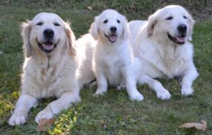 Golden Retrievers chiens pour aveugles